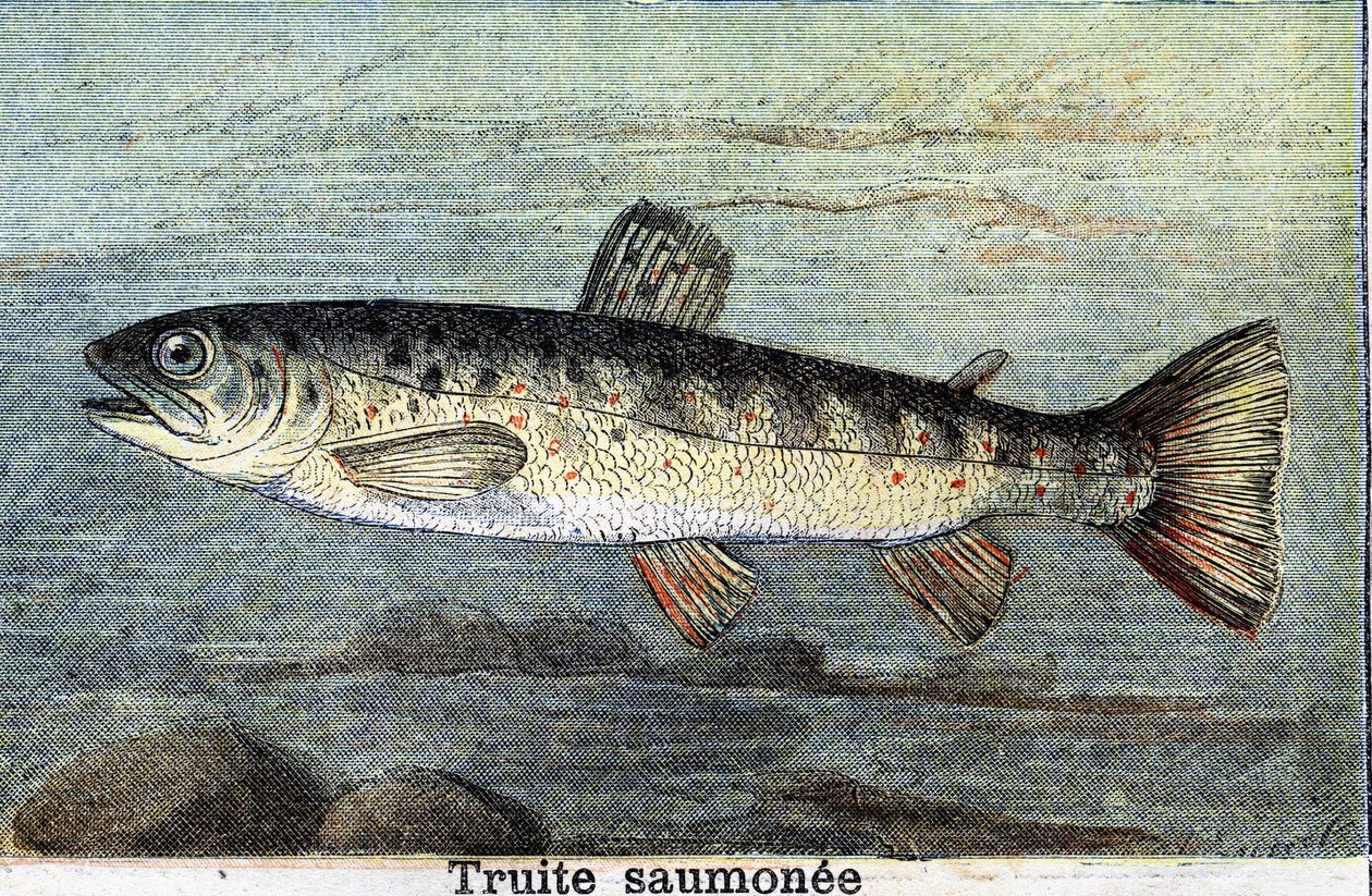 Lohitaimenkaiverrus vuodelta 1898 tekijältä Unknown artist