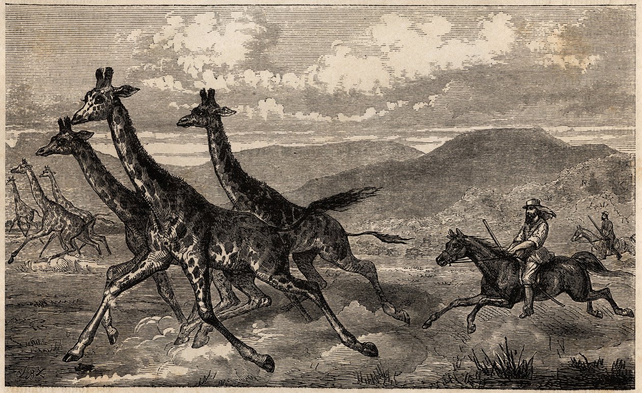 Samuel W. Baker metsästää kirahvia Keski-Afrikassa Ylä-Niilin alueella. Sir Samuel White Bakerin kaiverrus havainnollistamaan matkaa Albert-järvelle vuosina 1861-1864 "Le tour du monde, nouveau journal des voyages" -julkaisussa, joka julkaistiin Edin johdo tekijältä Unknown artist