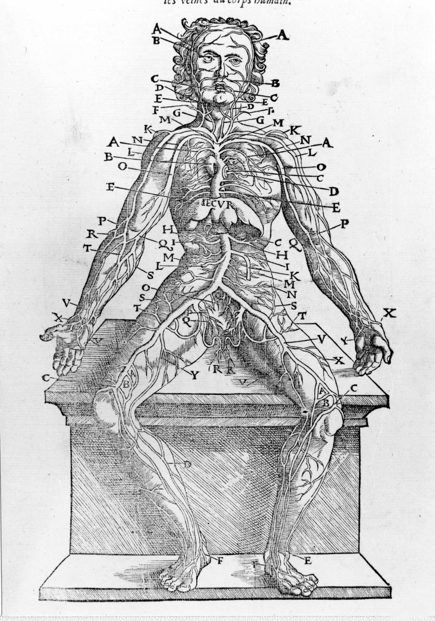 Leikkaus ihmisruumiista W. H. Ryffiltä Pariisissa vuonna 1545 painettu anatominen kuvaus ihmiskehon kaikista osista tekijältä Unknown artist