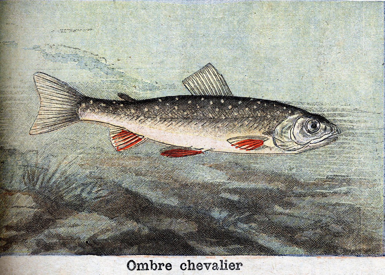 Varjoritarikaiverrus vuodelta 1898 tekijältä Unknown artist