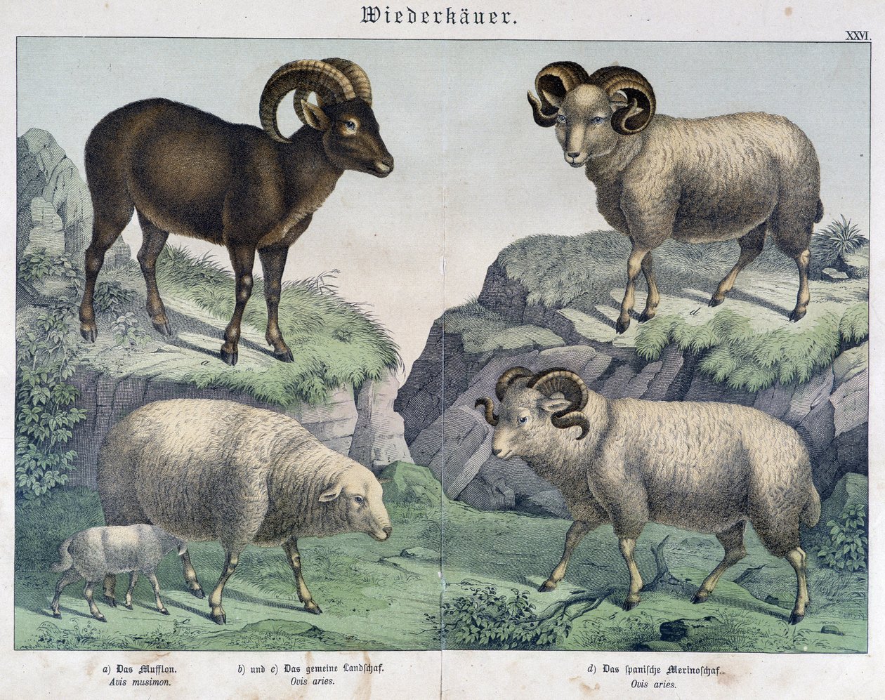 Lampaat: Lampaat, pässi, metsäkurpitsa - "" Histoires naturelles des mammals "", toim. Kirjailija tekijältä Unknown artist