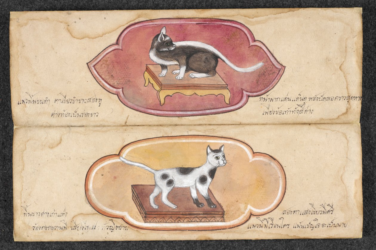 Siamilaiset kissat tekijältä Unknown artist