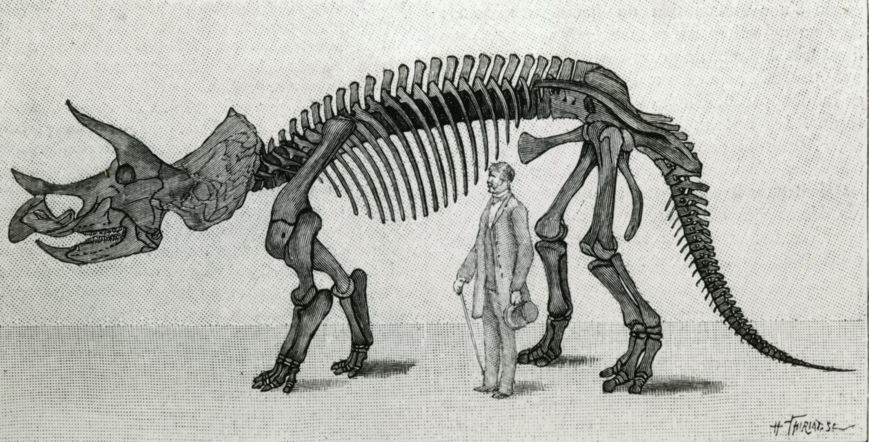 Triceratops prorsuksen luuranko tekijältä Unknown artist