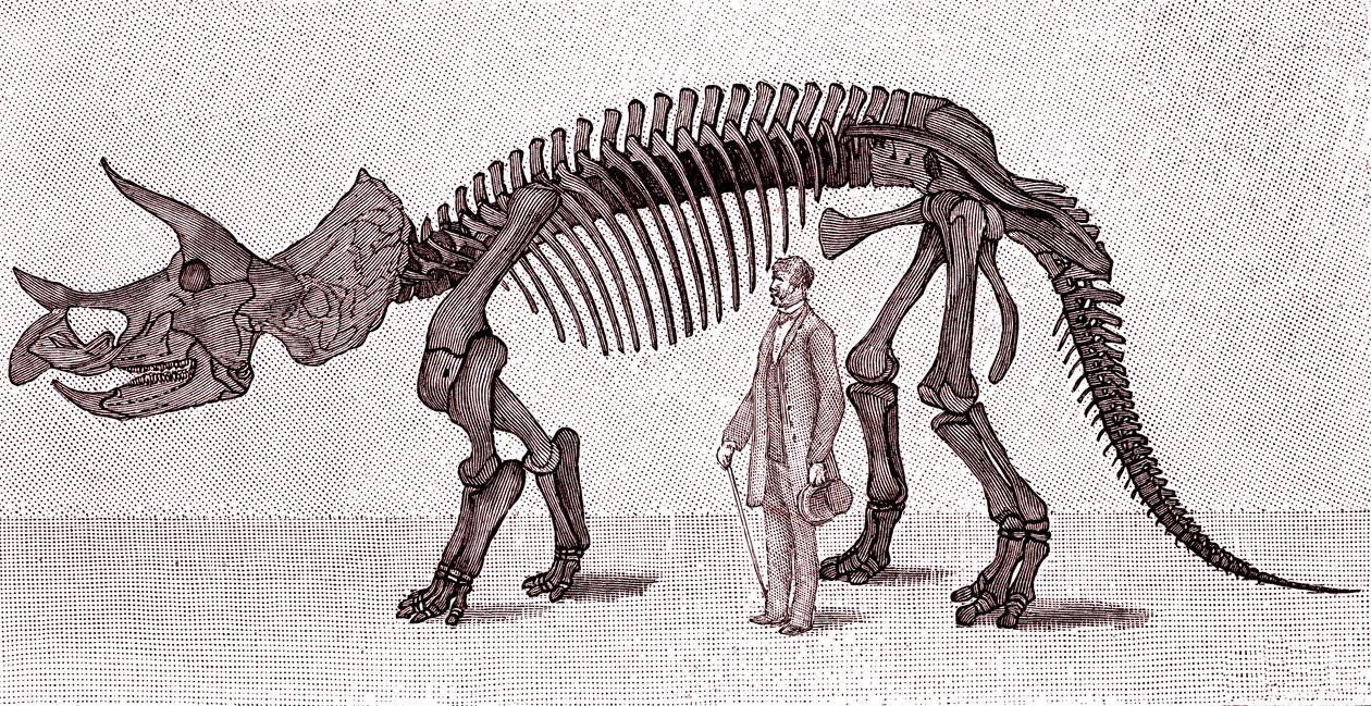 Triceratops prorsuksen luuranko tekijältä Unknown artist