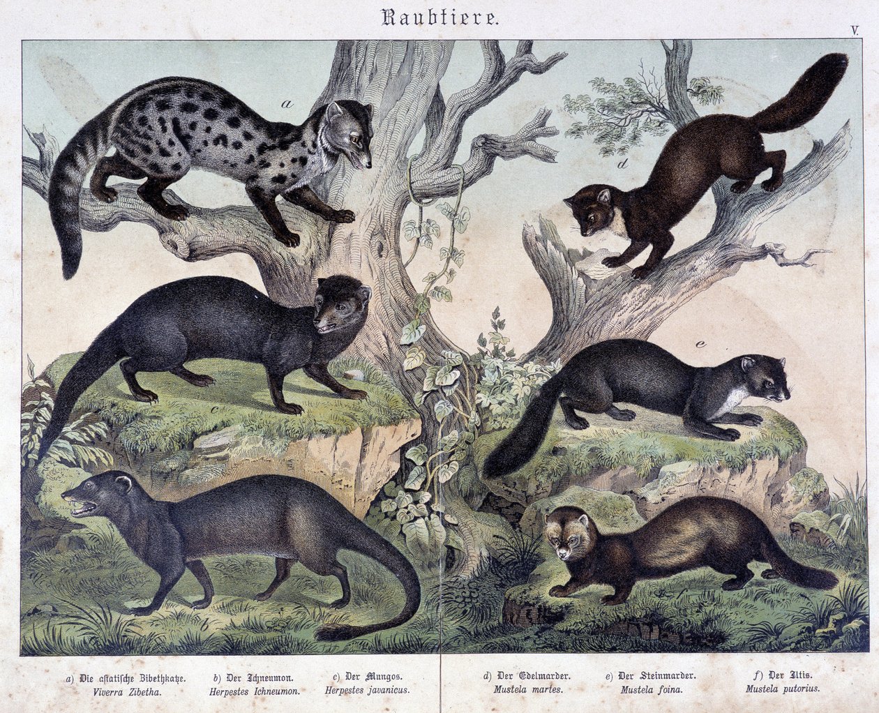 Pienet karusiinit. julkaisussa "Natural histories of mammals", toim. Schreiber tekijältä Unknown artist