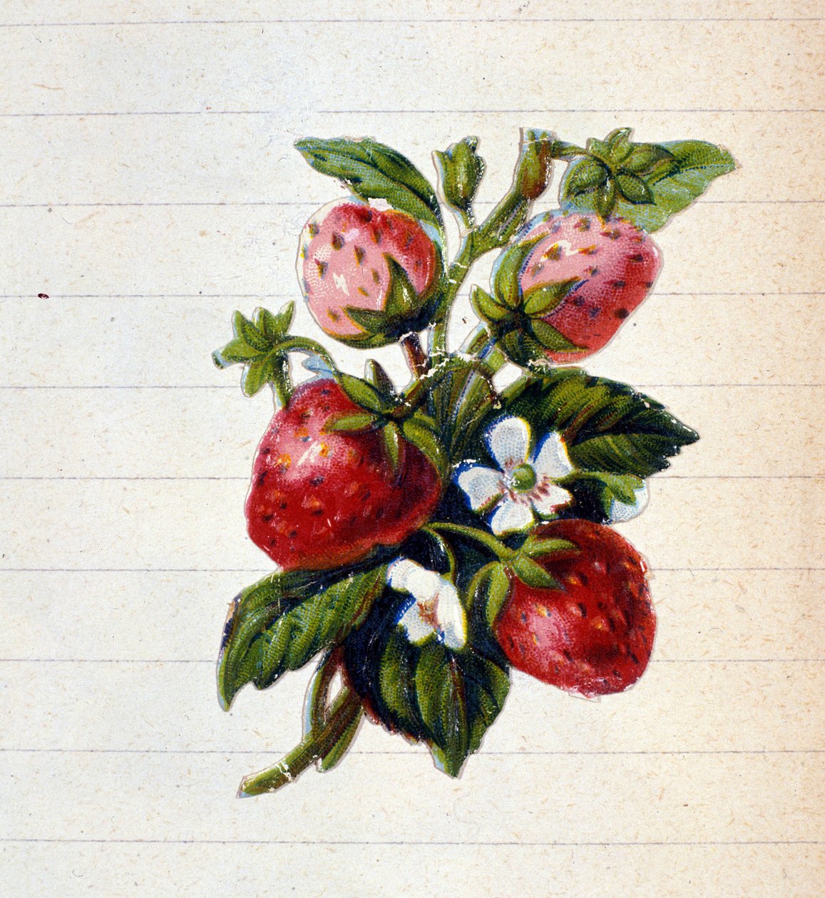 Mansikoita. 1800-luvun kromolitografia. tekijältä Unknown artist