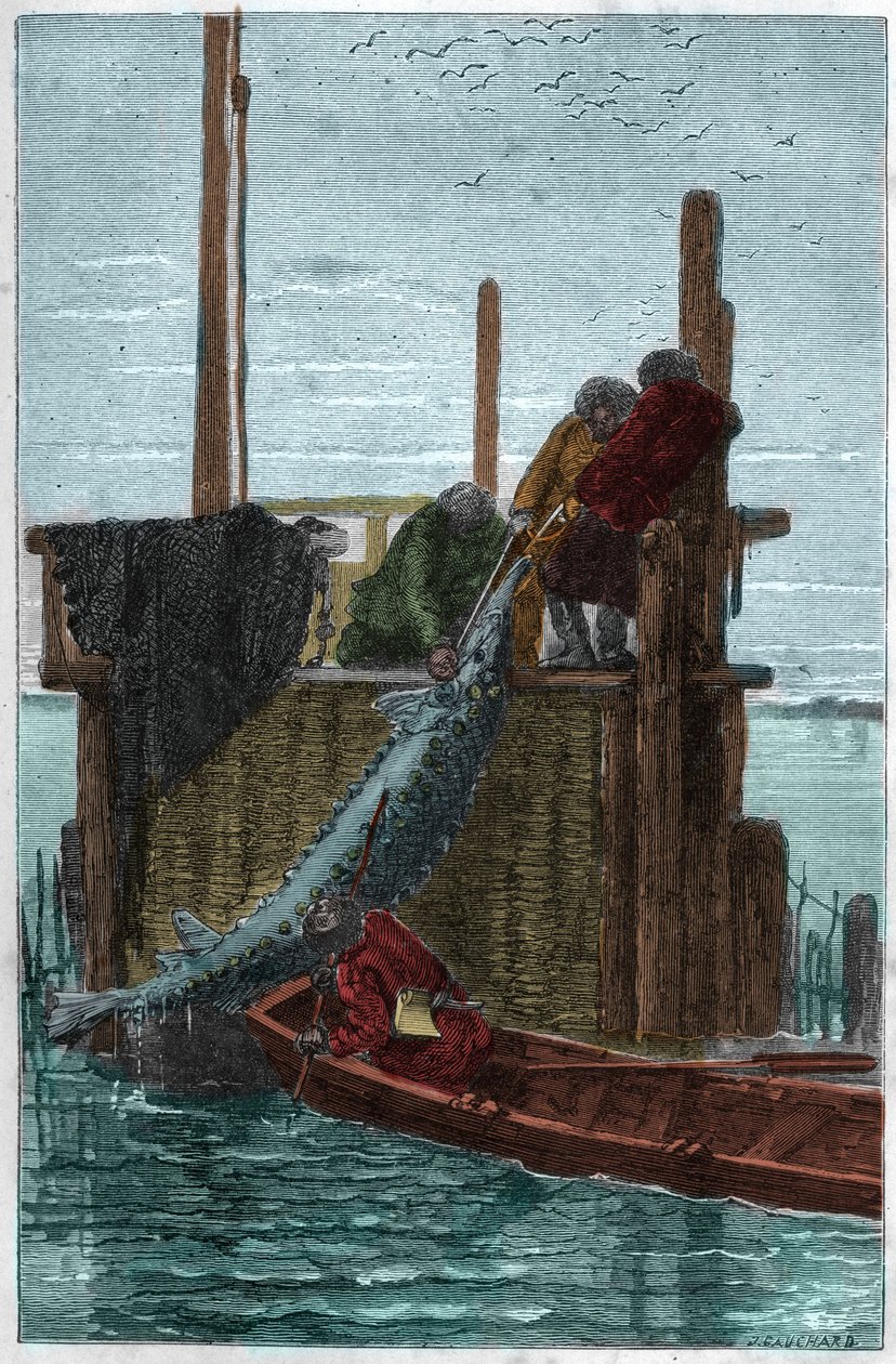 Samen kalastus Volga-joella. (Sampi) (Acipenser sturio) tekijältä Unknown artist