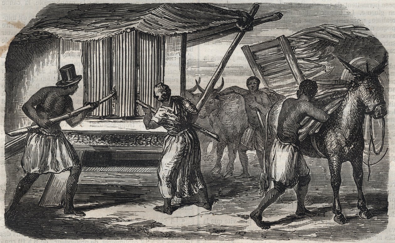 Sokerin valmistus: sokeriruokomylly sokeritehtaalla Länsi-Intiassa. Kaiverrus vuodelta 1859. tekijältä Unknown artist