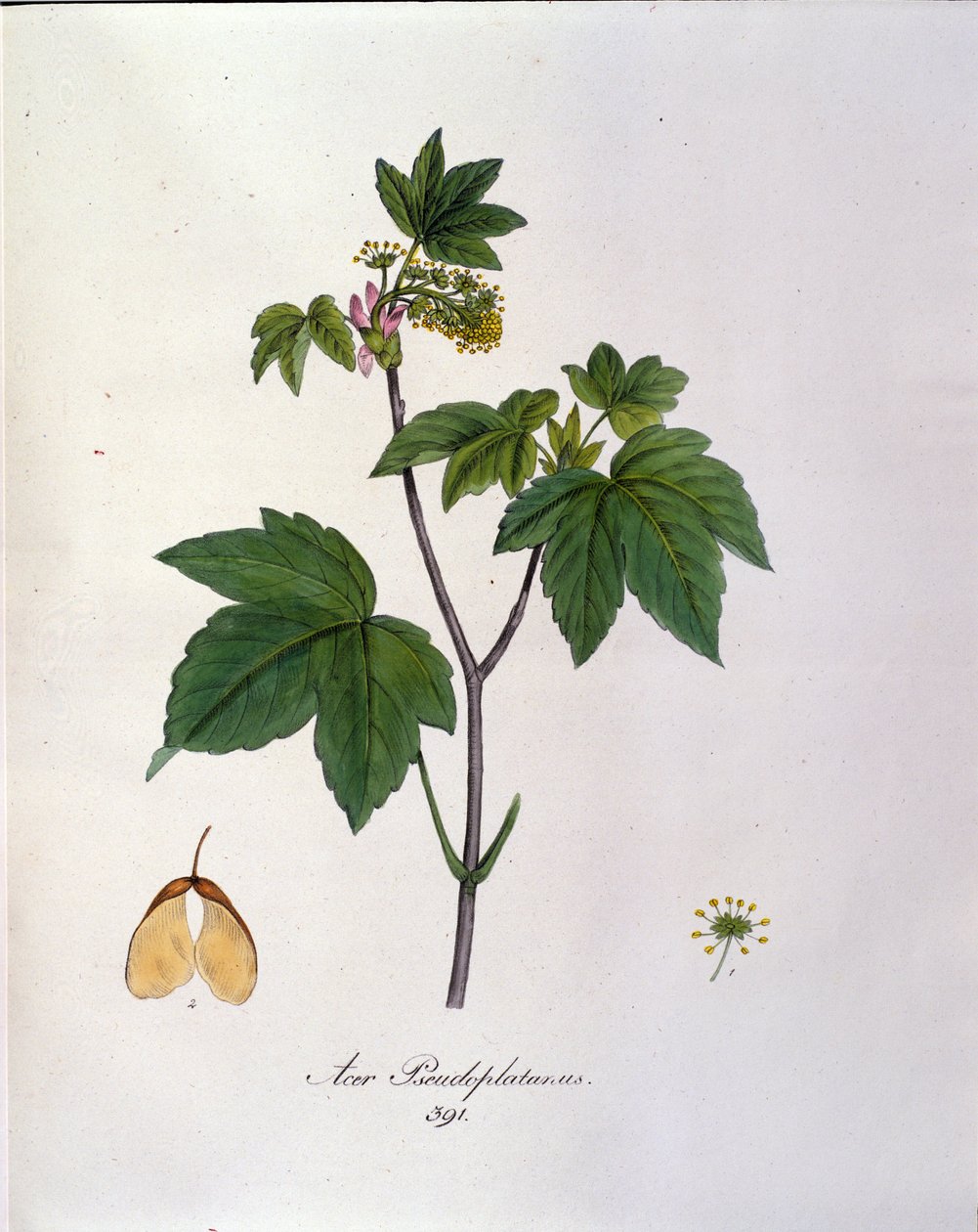 Sycamore Maple Branch. Kasvitieteellinen taulu herbaariosta 1800-luvun alusta. tekijältä Unknown artist