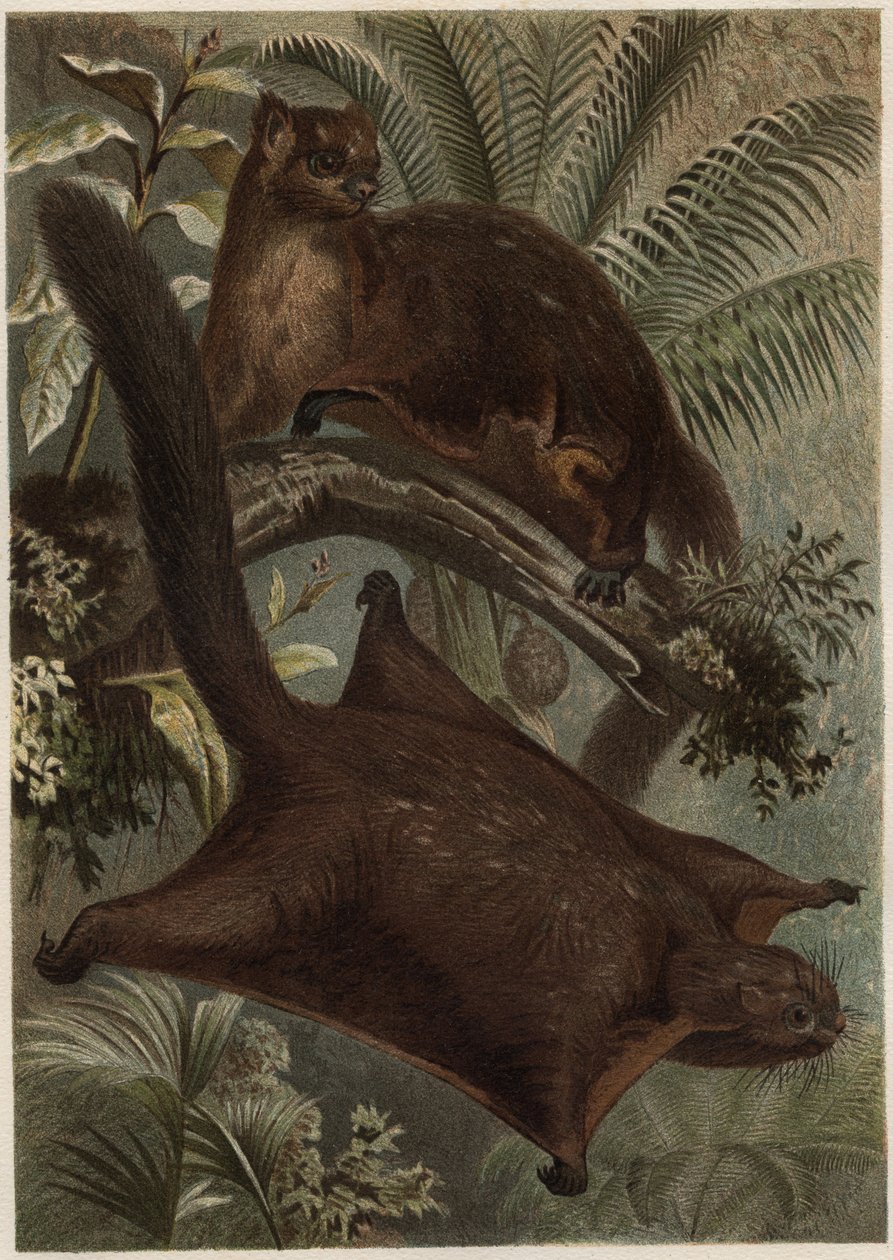Taguan (liito-orava) (suku Sciuridae) - Orava (liito-orava) - kaiverrus Alfred Edmund Brehmin (1829-1884) "" Brehmin elämästä eläinten elämästä" tekijältä Unknown artist