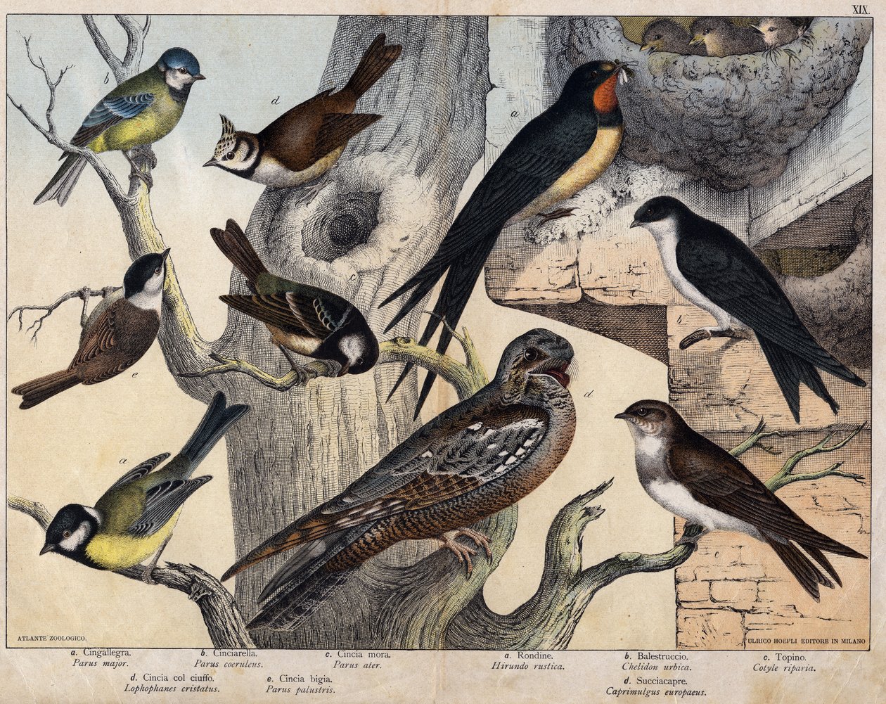 Vasemman 5 lintua - a: Pääskynen (Parus major), b: sinisilmäinen (Parus coreulus), c: mustakarvainen (Parus ater), d: mustasilmäinen (Lopophanes cristatus), e: mustasilmäinen (Parus palustris) Oikean 4 lintua - a: rustiikkipääsky (Hirondo rustica), b: pääs tekijältä Unknown artist