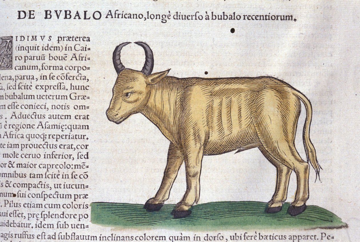 Afrikkalainen puhveli Historia animaliumin mukaan kirjoittanut Konrad Gesner, Tiguri tekijältä Unknown artist