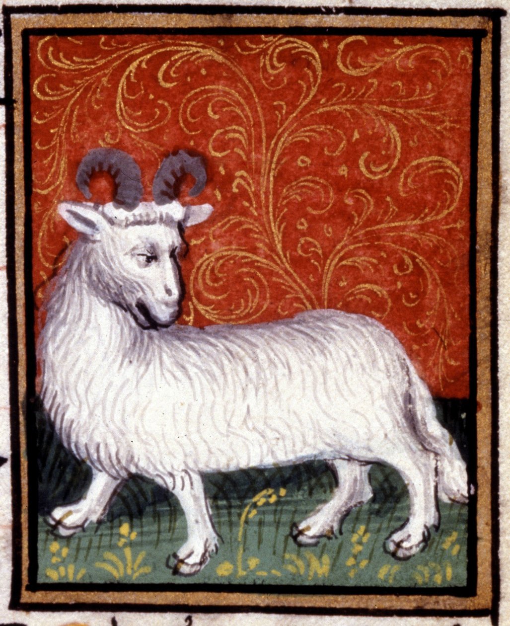 Oinas. Horoskoopin miniatyyri. 1500-luvun käsikirjoitus. Bibl. Trivulziana, Milano. tekijältä Unknown artist