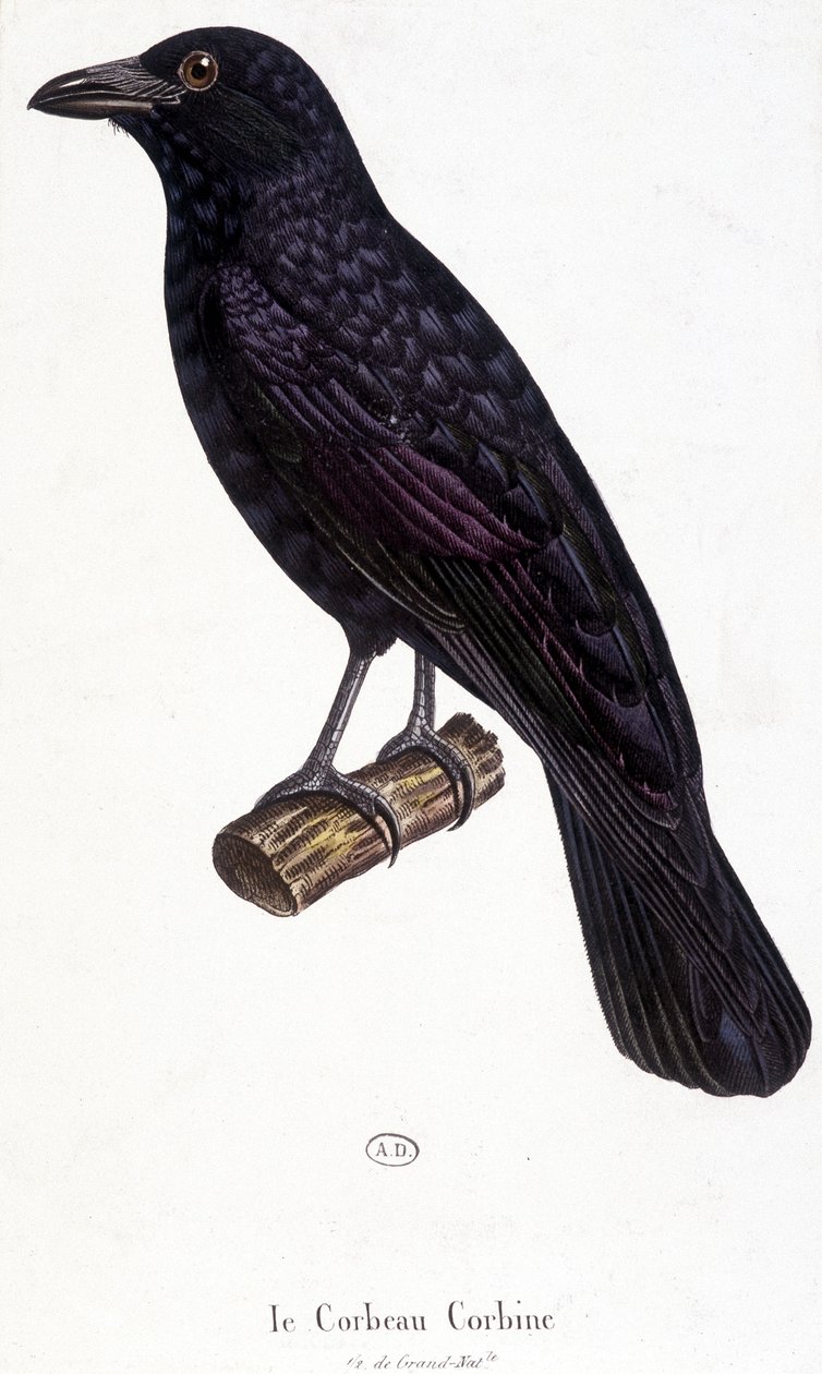 Corbine Raven - luonnonhistoriallinen taulu tekijältä Unknown artist