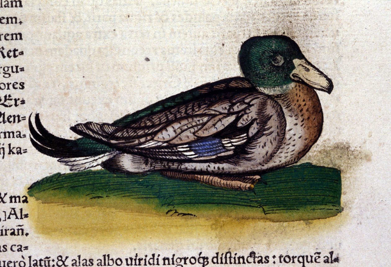 Conrad Gesner (1516 - 1565), Tiguri, Harle eläinten historiassa tekijältä Unknown artist