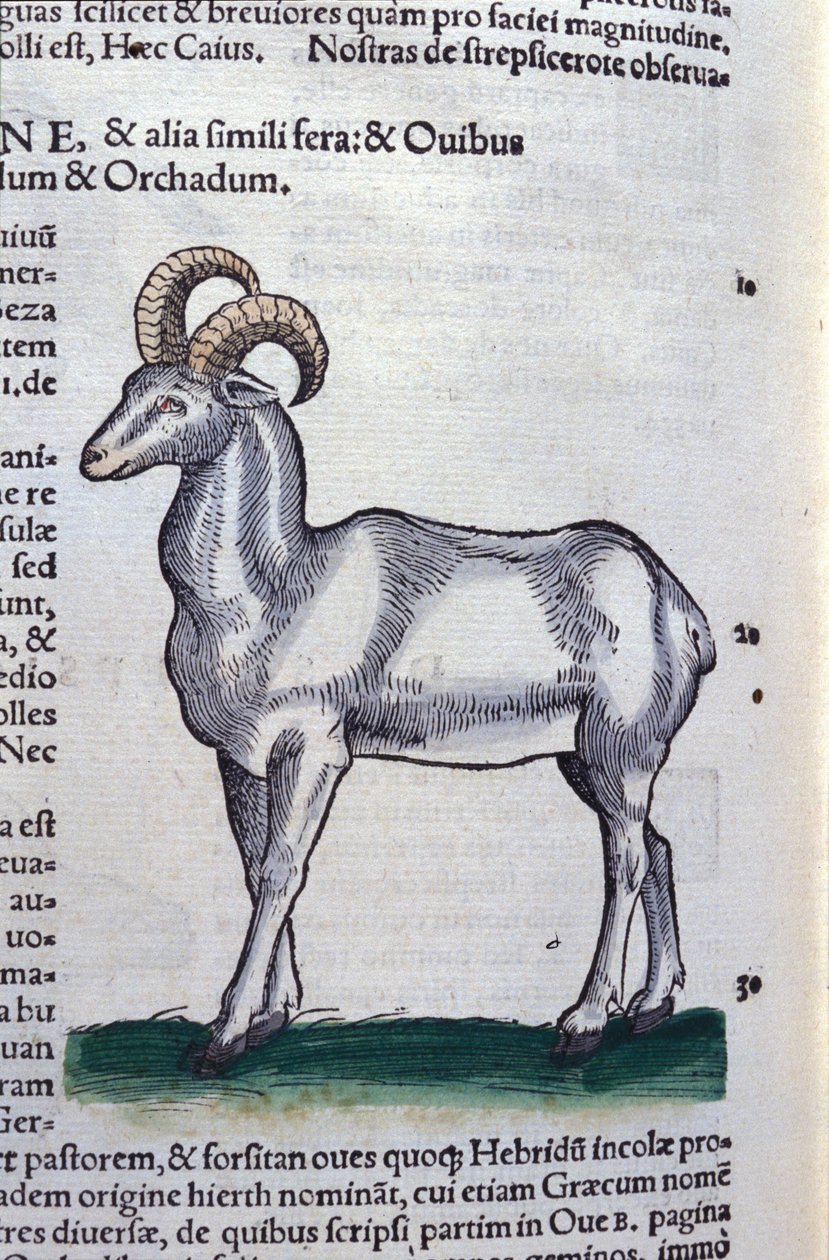 The Ibex in Historia Animalium by Conrad Gesner (1516 - 1565), Tiguri tekijältä Unknown artist