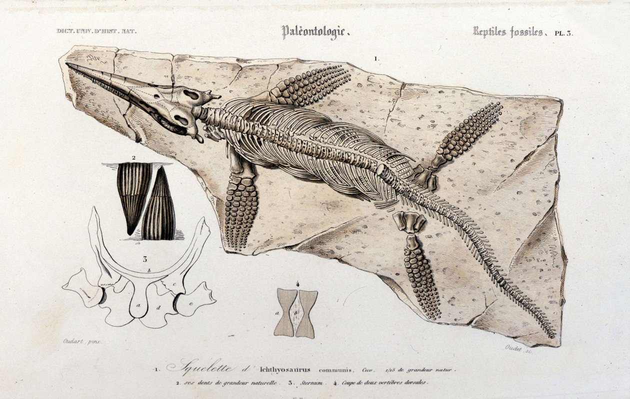 Ichthyosaurus Universal Dictionary of Natural History -sanakirjasta tekijältä Unknown artist
