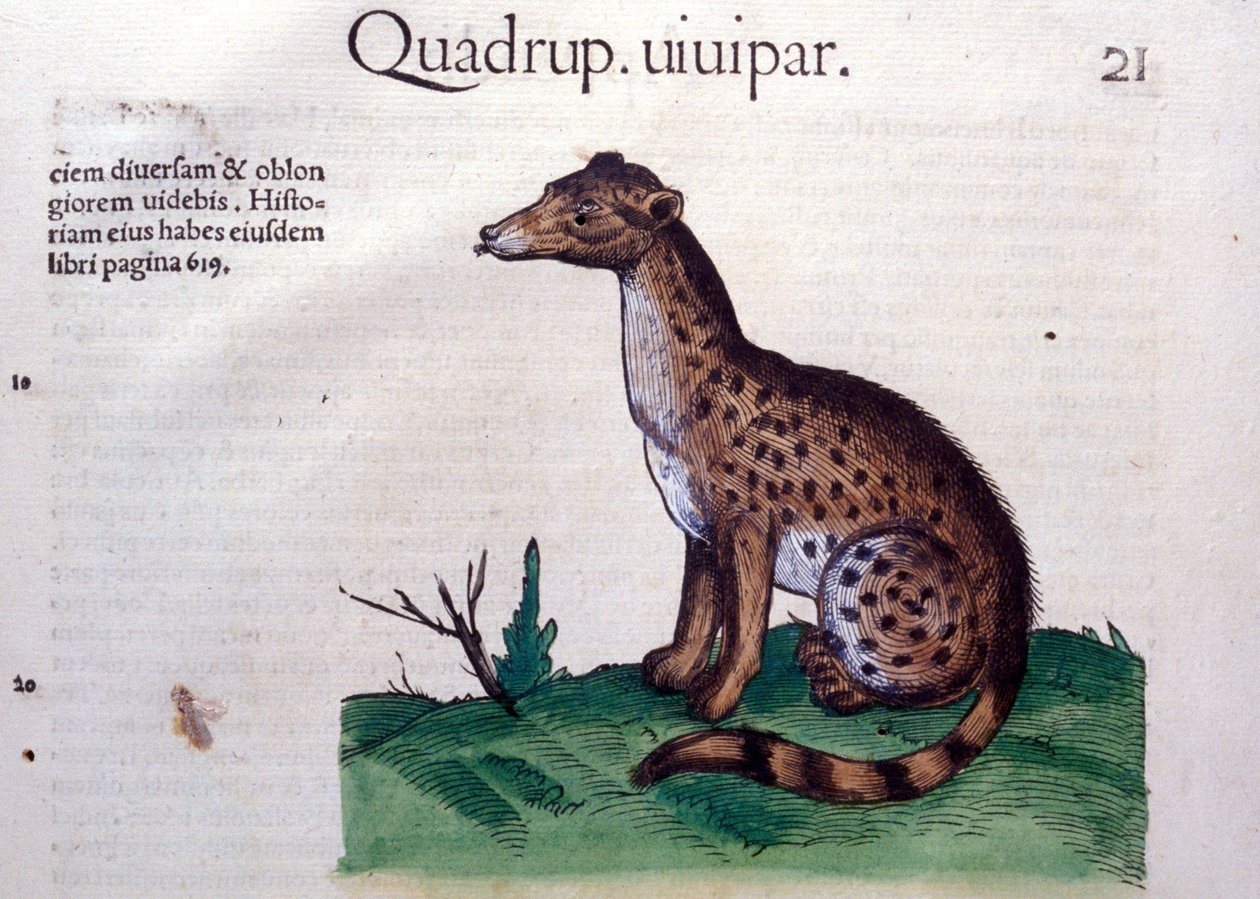 Saakaali - Eläinten historiassa, Conrad Gesner (1516 - 1565), Tiguri tekijältä Unknown artist