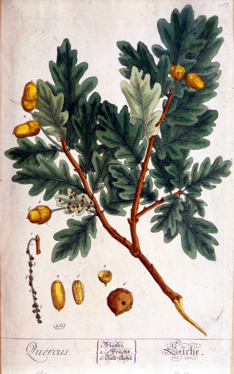 Tammi (Quercus) - kasvitieteellinen lauta tekijältä Unknown artist