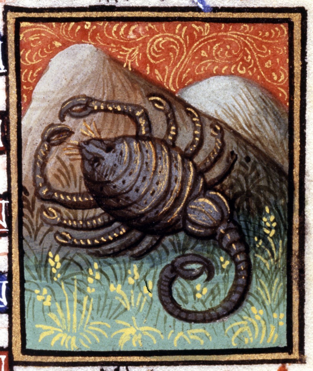 Skorpioni. Horoskoopin miniatyyri. 1500-luvun käsikirjoitus. Bibl. Trivulziana, Milano. tekijältä Unknown artist
