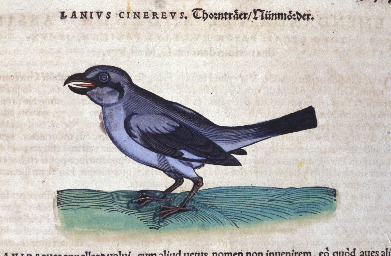 The Shrike in History of Animals by Conrad Gesner (1516-1565), Tiguri tekijältä Unknown artist