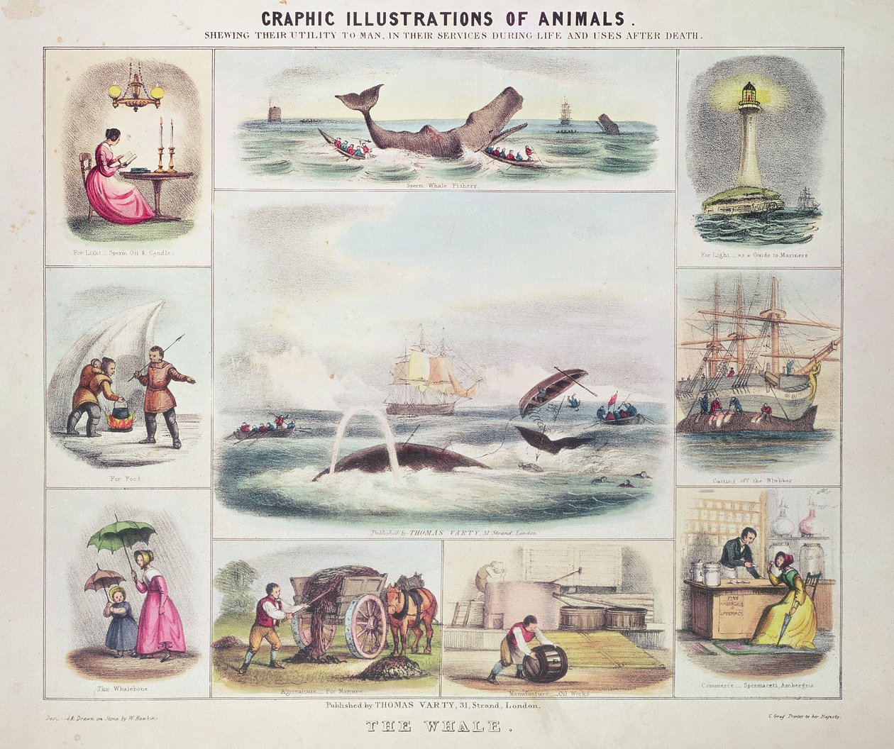 Valas, teoksesta Graphic Illustrations of Animals, suunnitellut ja kaiverrettu W. Hawkins, julkaissut Thomas Varty (kaiverrus). tekijältä Unknown artist