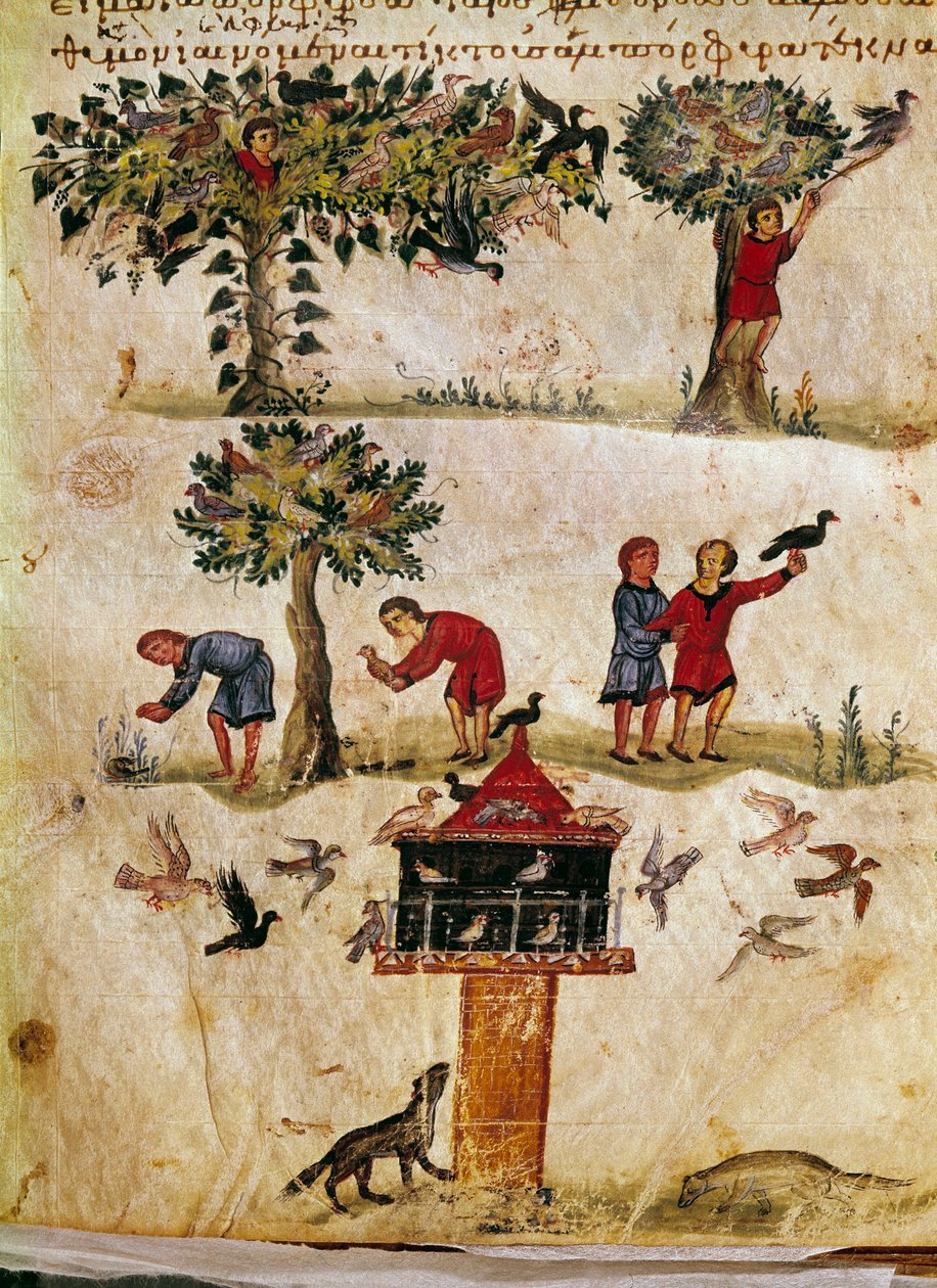 Caracallalle omistetun Syyrian Oppianin (Oppian tai Oppianus) metsästyksestä (3. vuosisadalla jKr.) saatujen kääpiöhaukkojen jalostus ja koulutus. 1000-luvun Venetsia. Biblioteca Marciana tekijältä Unknown artist