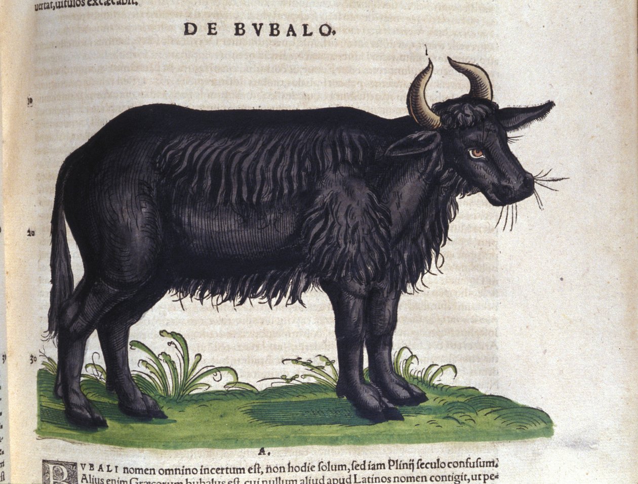 Konrad Gesner, Tiguri Historia animaliumin jälkeinen puhveli tekijältä Unknown artist