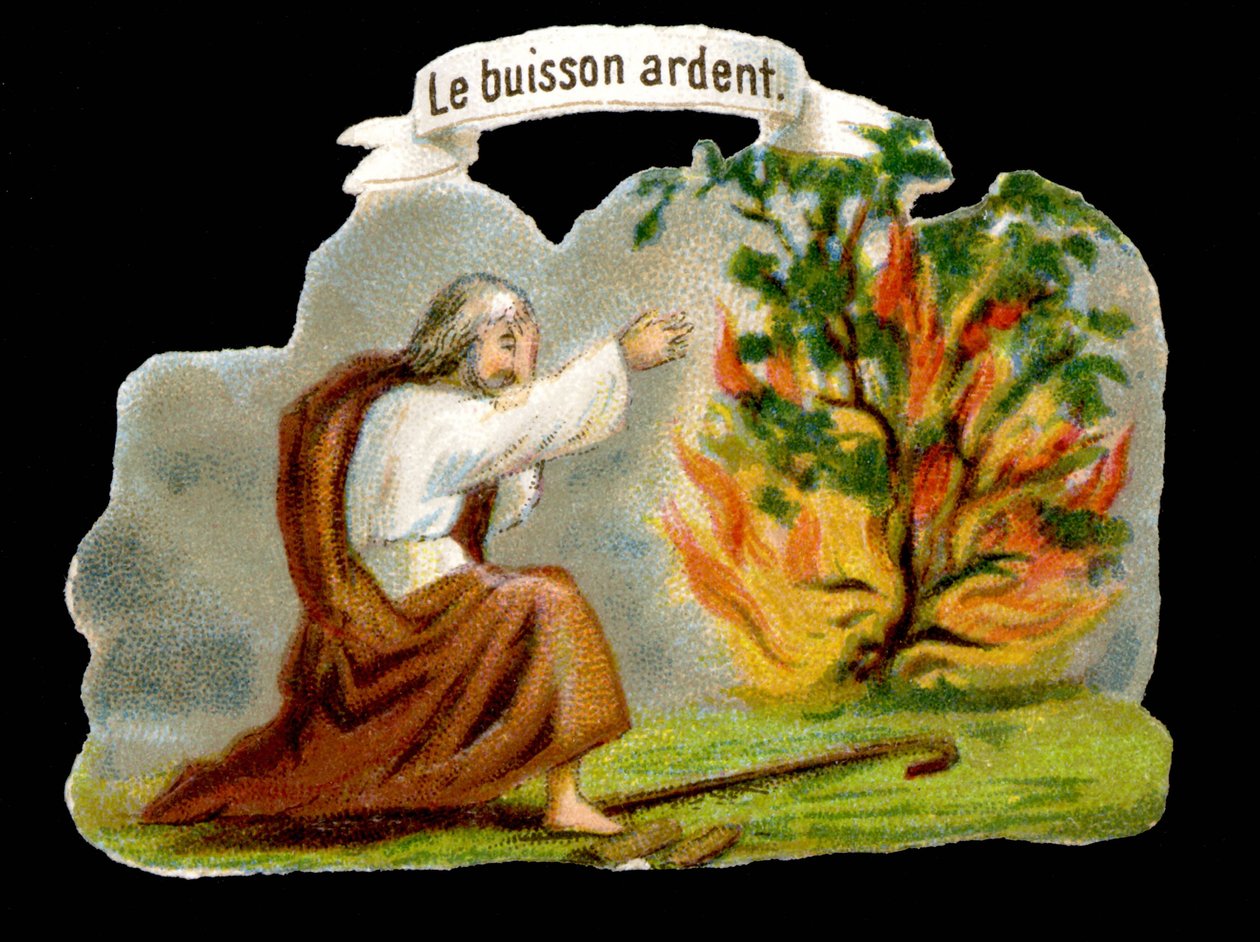Palava pensas - suosittu kuva. 1800-luvun kromolitografia. tekijältä Unknown artist