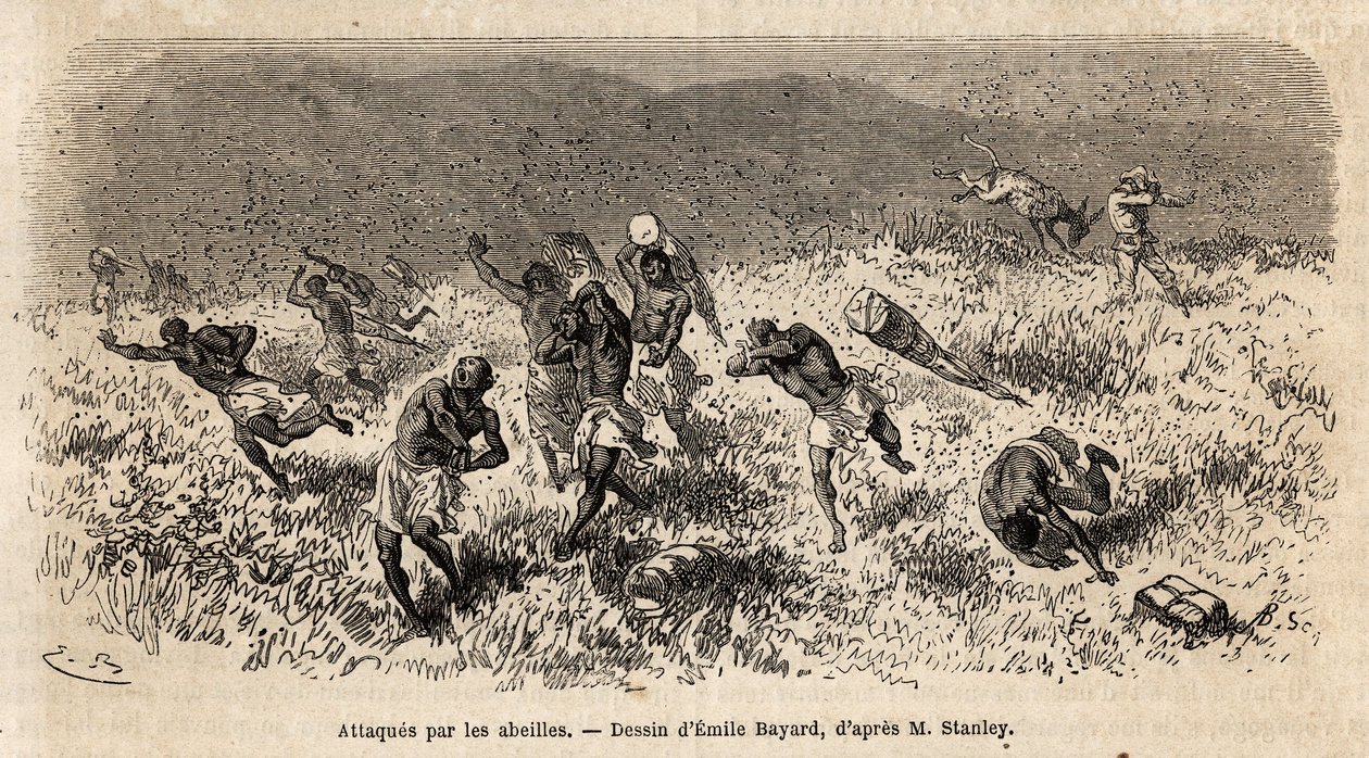 Henry Morton Stanleyn retkikunnan (1841-1904) kuljettajien karavaani Misonghi-tiellä (Itä-Afrikka) joutui mehiläispilven kimppuun. Kaiverrus havainnollistamaan matkaa etsimään Livingstonea Keski-Afrikasta, kirjoittanut Henry Stanley, kirjeenvaihtaja tekijältä Unknown artist