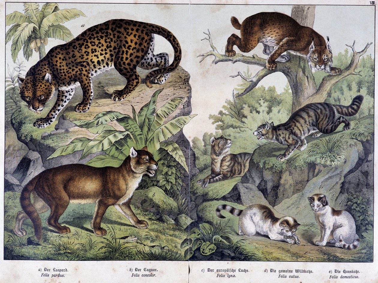 Kissat: Leopardi, puuma, ilves (ylhäällä vasemmalla), villikissa (oikealla, keskellä), kotikissa - julkaisussa ”Nisäkkäiden luonnonhistoria”, toim. Schreiber tekijältä Unknown artist