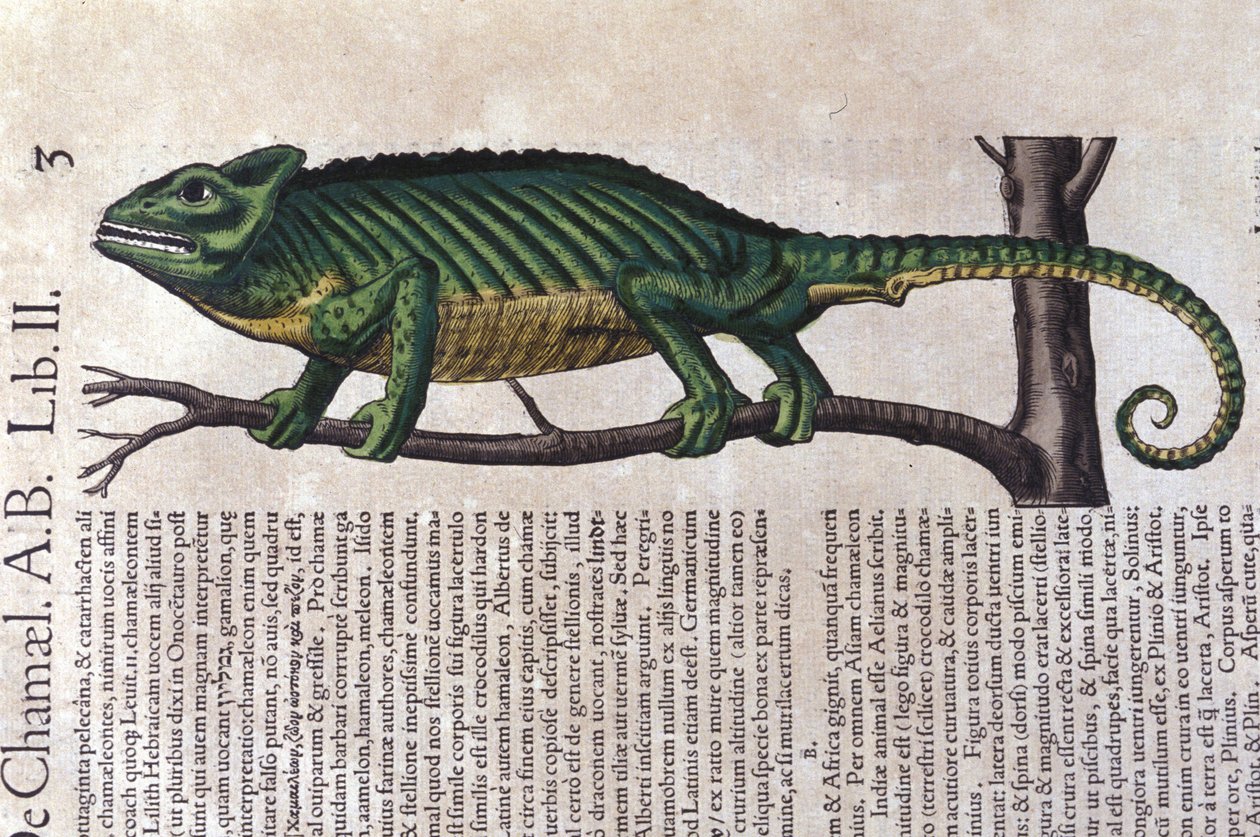 Kameleontti Historia animaliumin jälkeen, Konrad Gesner, Tiguri tekijältä Unknown artist