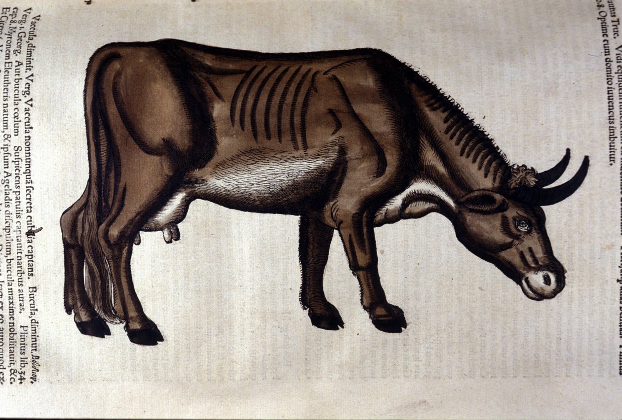 Lehmä Historiae animaliumin mukaan kirjoittanut Konrad Gesner, Tiguri tekijältä Unknown artist