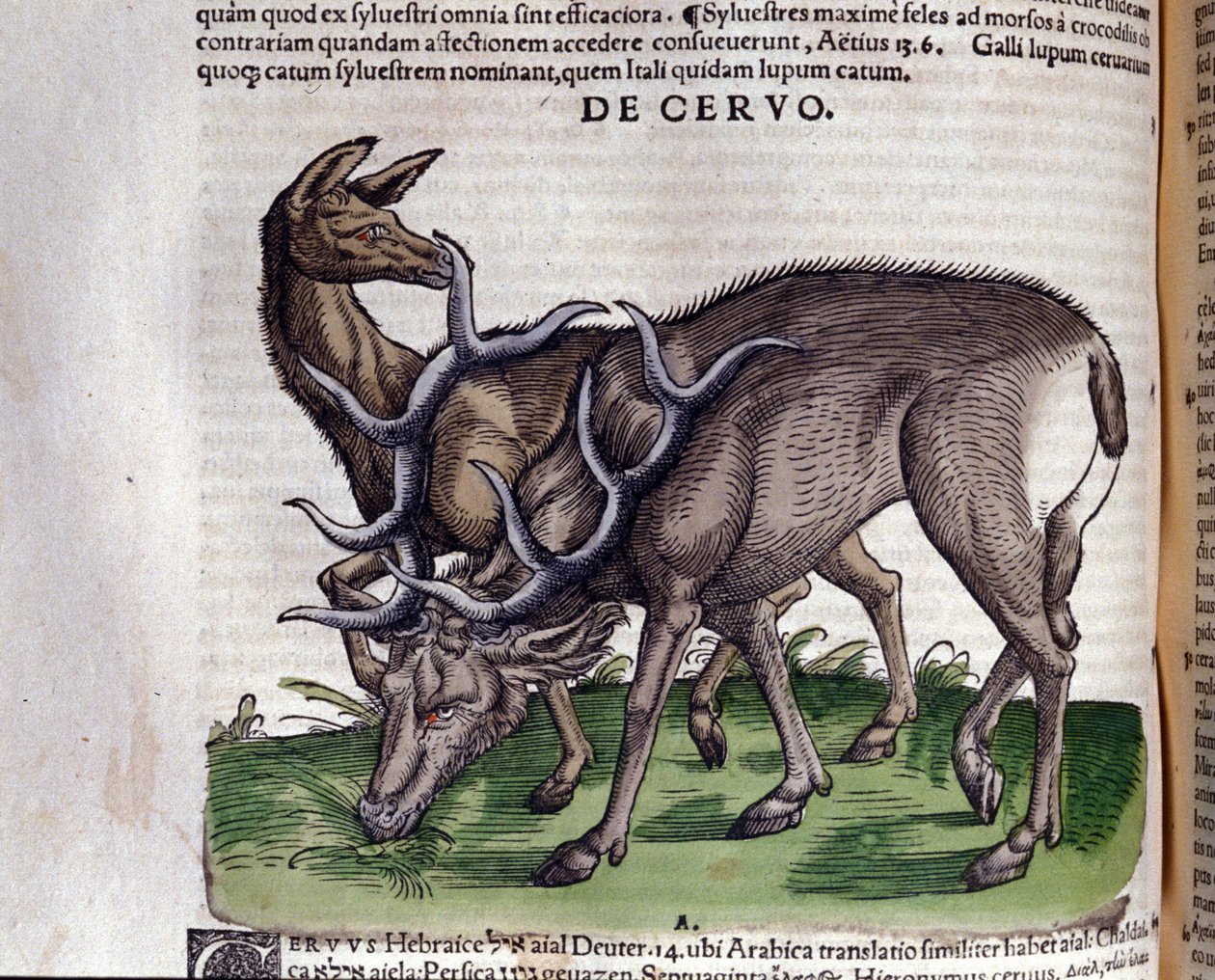 Hirvi Historia animaliumin jälkeen kirjoittanut Konrad Gesner, Tiguri tekijältä Unknown artist