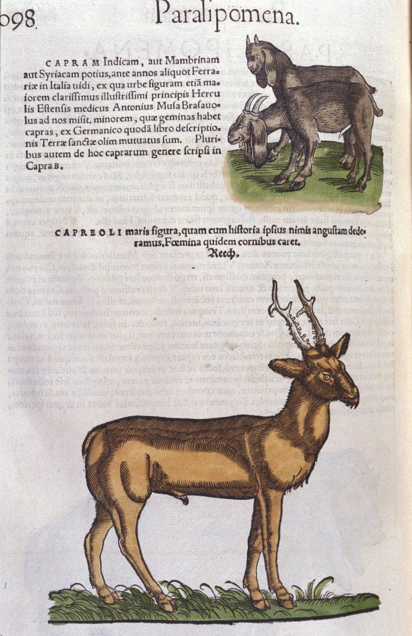 Hirvi eläinten historiassa, Conrad Gesner (1516 - 1565), Tiguri tekijältä Unknown artist