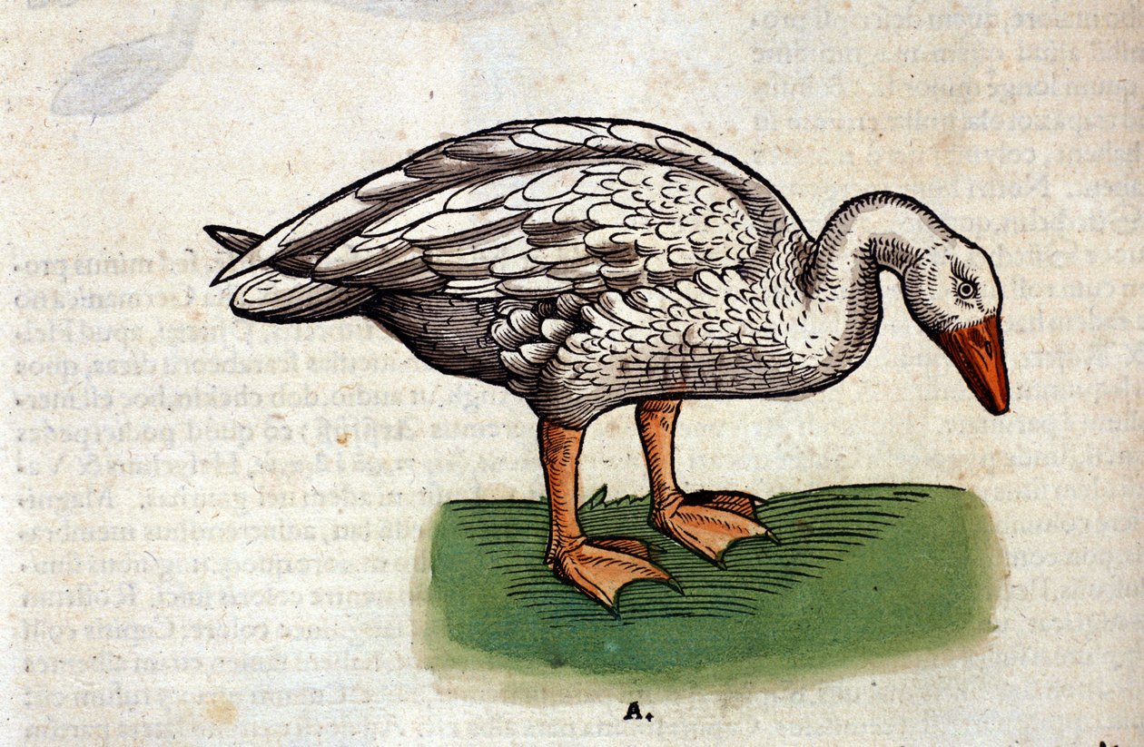 Konrad Gesnerin kotihanhi Historia animaliumin mukaan, Tiguri tekijältä Unknown artist