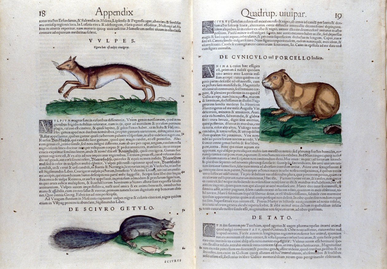 Jyrsijöiden kaksoissivu Historia Animaliumissa, kirjoittanut Conrad Gesner (1516 - 1565), Tiguri tekijältä Unknown artist