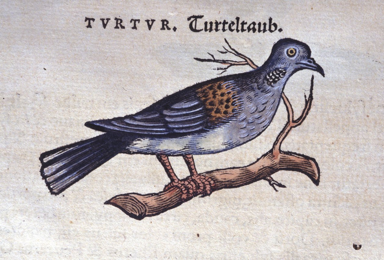 Kyyhkynen - Historia animaliumista, kirjoittanut Konrad Gesner, Tiguri tekijältä Unknown artist