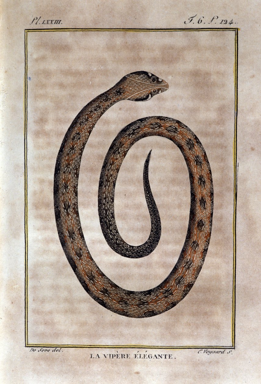 Tyylikäs kyykäärme. Lauta, joka on otettu luonnontieteilijä Georges Louis Leclercin, Buffonin kreivin (1707 - 1788) "" Buffonin teosten"" luonnonhistorian petoksesta. 1800-luvulla tekijältä Unknown artist