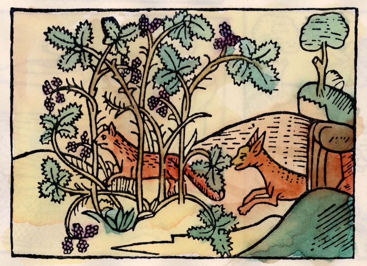 Kettu ja viinirypäleet. Asopin satu (1500-luvun kaiverrus) tekijältä Unknown artist