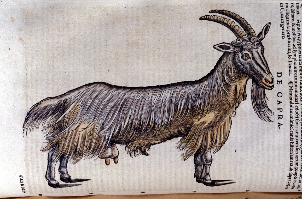 Vuohi Historia animaliumin mukaan kirjoittanut Konrad Gesner, Tiguri tekijältä Unknown artist