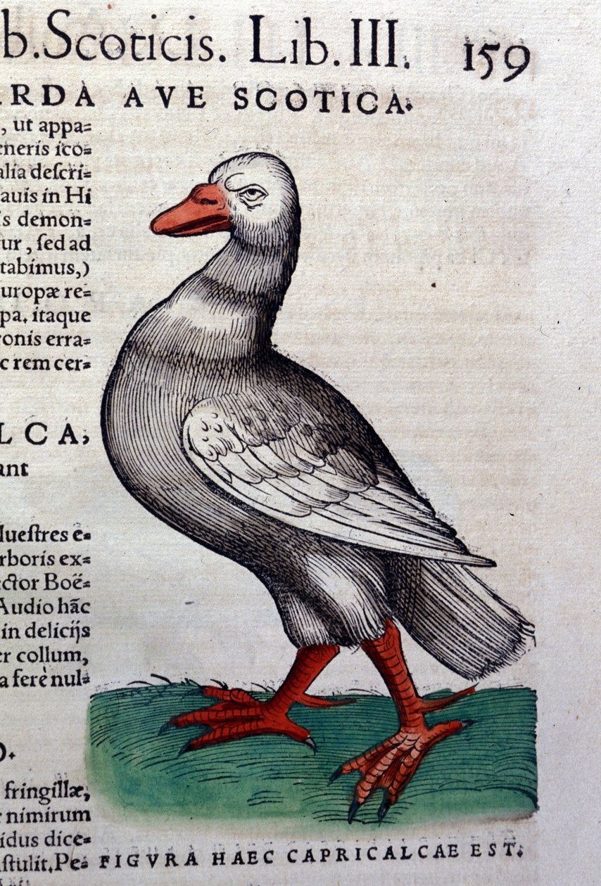 Hanhi Historia animaliumin jälkeen kirjoittanut Konrad Gesner, Tiguri tekijältä Unknown artist