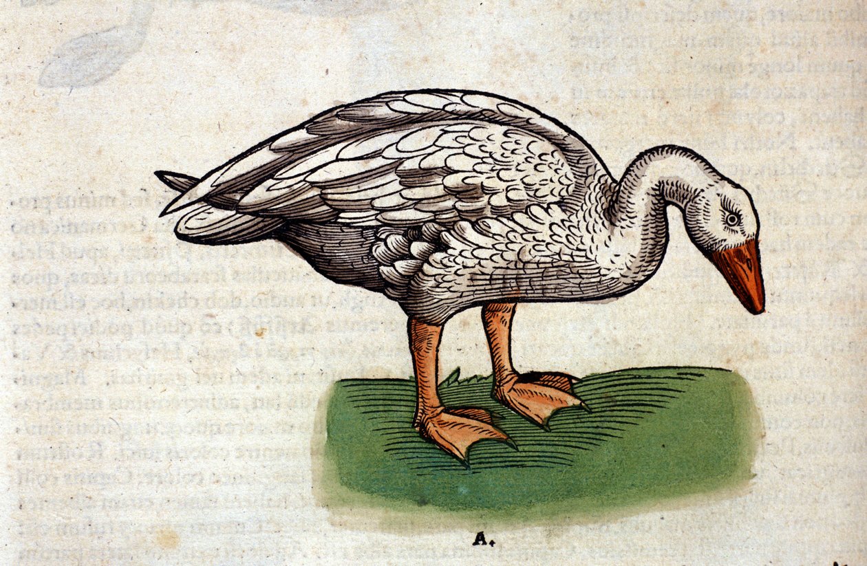 Hanhi Historia Animaliumin jälkeen, kirjoittanut Conrad Gesner, Tiguri 1560. Biblioteca nazionale Braidense. Milano tekijältä Unknown artist