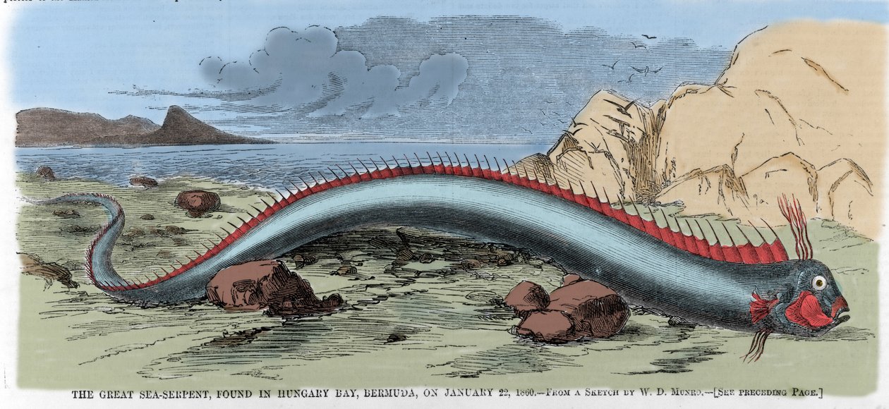 Suuri merikäärme löydettiin Unkarin lahdelta Bermudasta 22.1.1860. Kuvitus "" Harper