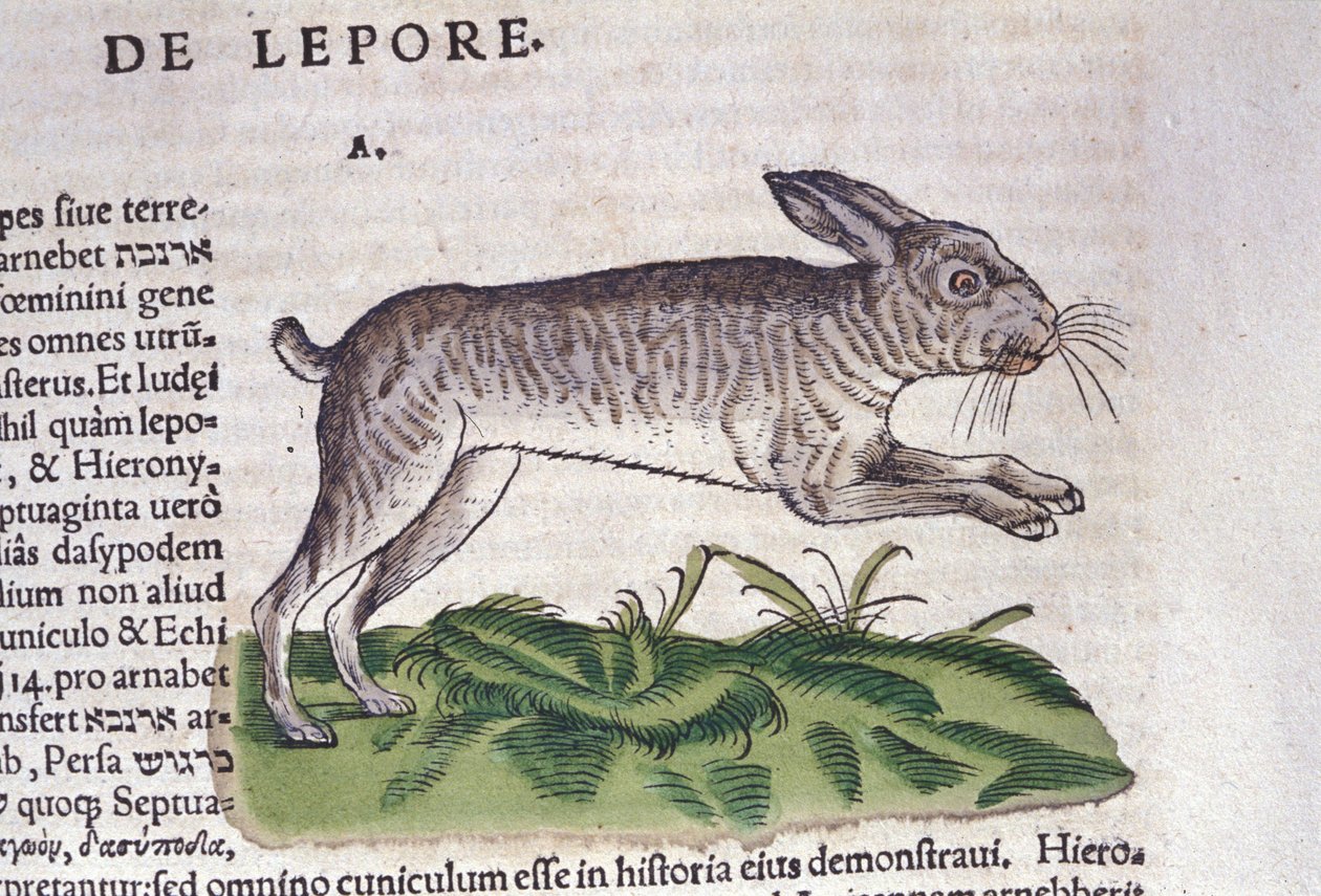 Jänis Historia Animaliumin jälkeen kirjoittanut Conrad Gesner, Tiguri 1560. Biblioteca nazionale Braidense. Milano tekijältä Unknown artist