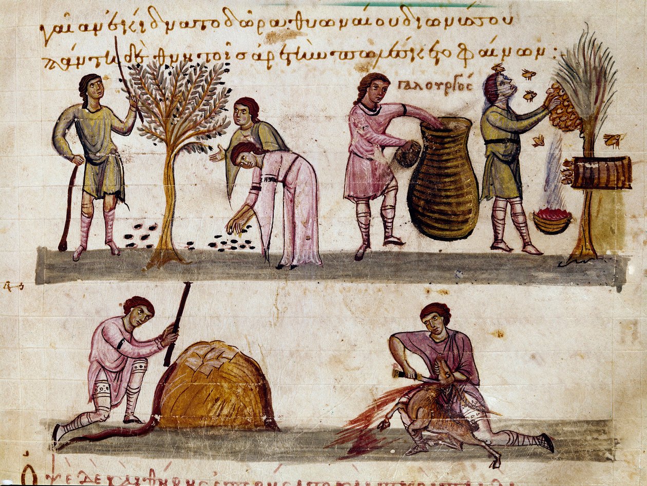 Oliivisato, hunajan tuotanto ja karitsan teurastukset Caracallalle omistetun Syyrian Oppianin (Oppian tai Oppianus) (3. vuosisadalla jKr.) metsästyslypsyn pienoismalli. 1000-luvun Venetsia. Biblioteca Marciana tekijältä Unknown artist