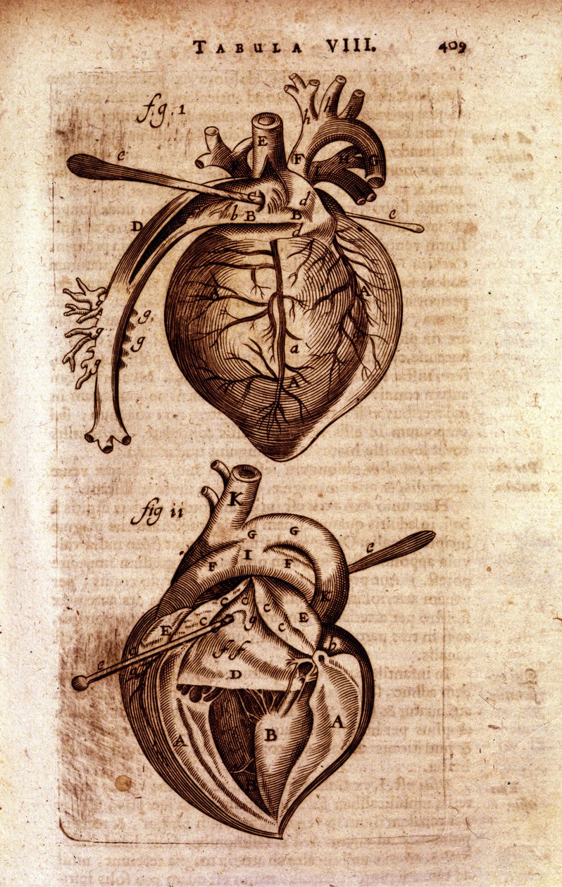 Bartholinin ”Anatomian” sydän” tekijältä Unknown artist