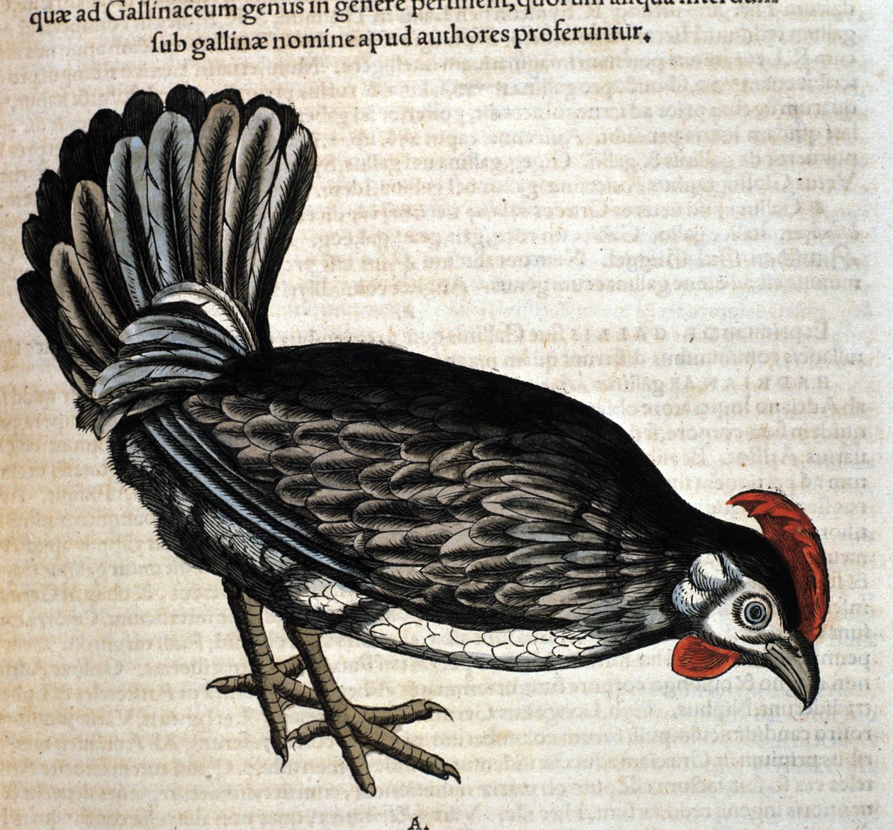 Kana Conrad Gesnerin Historia Animaliumin mukaan, Tiguri 1560. Biblioteca nazionale Braidense. Milano tekijältä Unknown artist