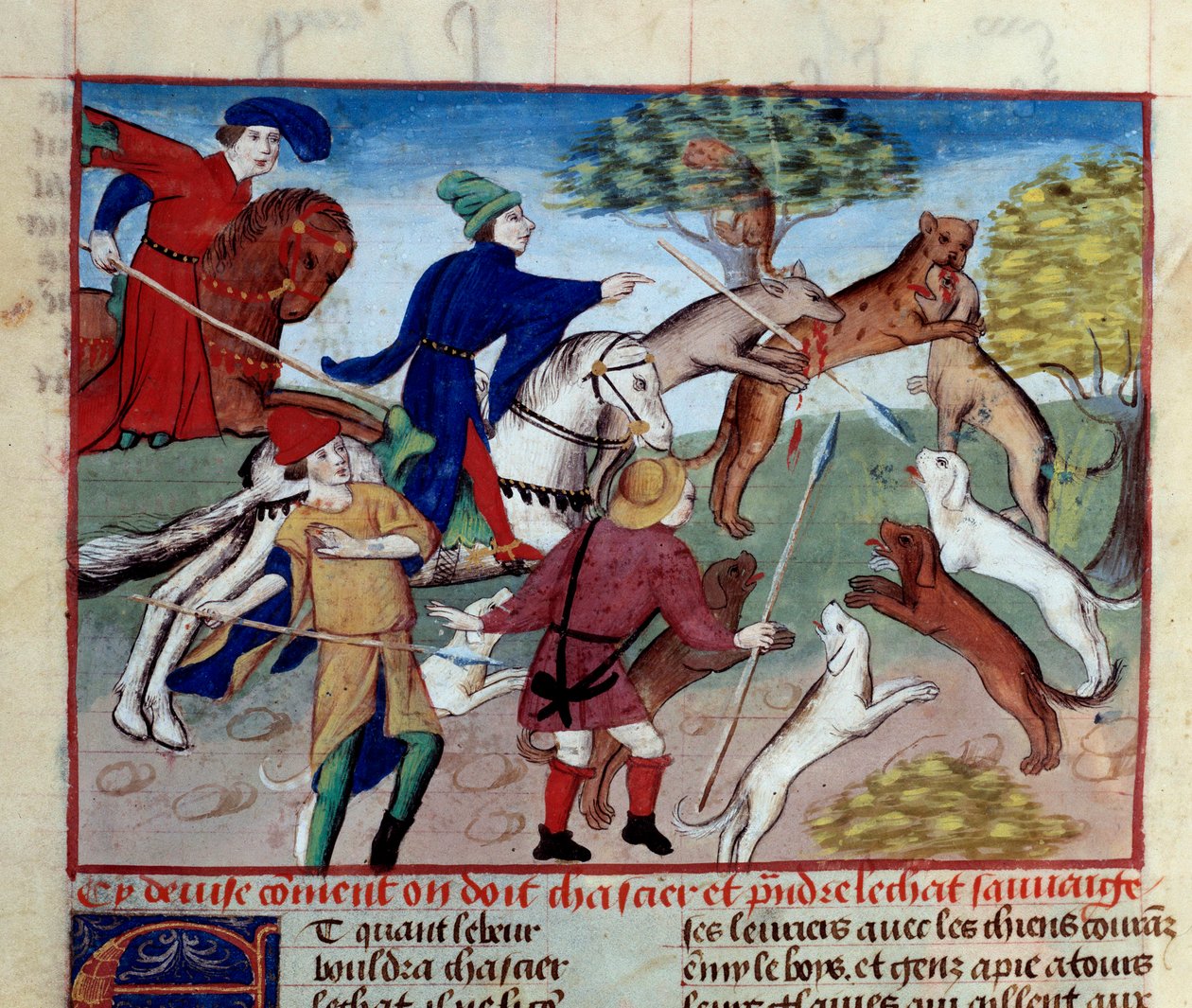 Villikissan metsästys Miniatyyri otettu "Metsästyksen kirjasta", jonka on kirjoittanut Gaston III Phoebus, Foixin kreivi, Lord of Bearn (1331-1391) tekijältä Unknown artist