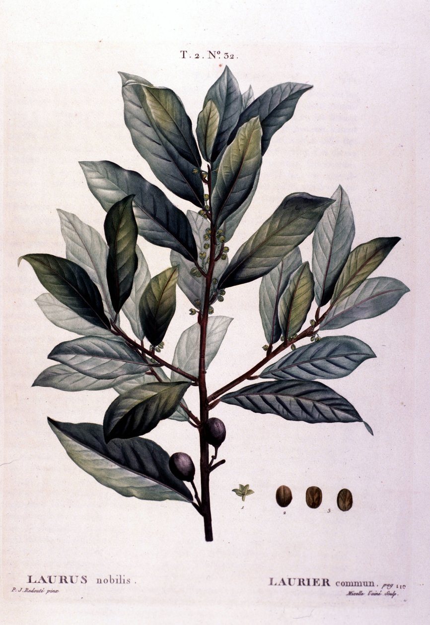 Laakeri. 1800-luvun herbaario. tekijältä Unknown artist